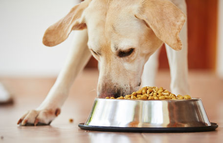 All Dog Foods Are Not The Same