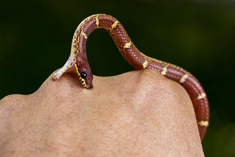 Know How to Treat a Snake Bite for Outdoor Survival