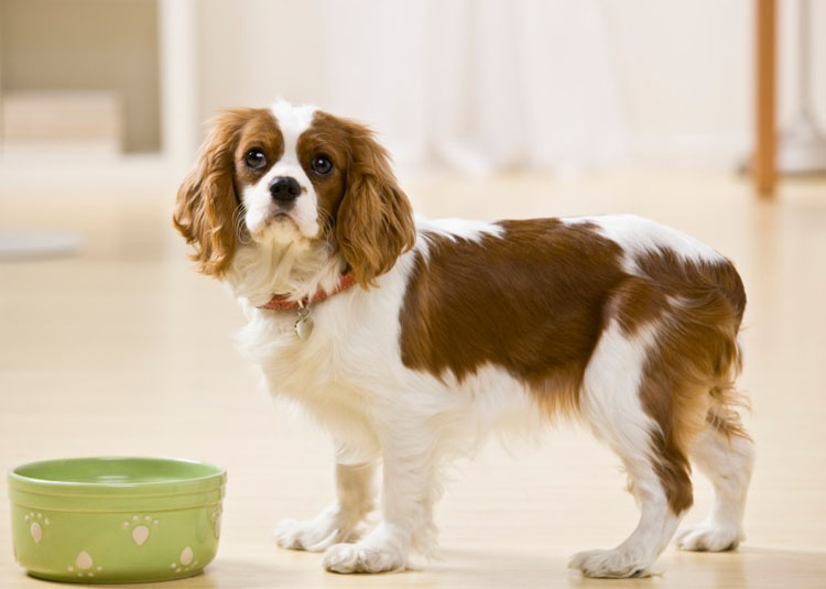 Why is a Dog’s Diet Important?