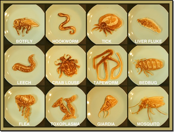Fleas and also various other bloodsuckers