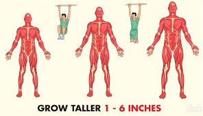Need To Grow Taller? Focus On Your Nutrition For Height Increase.