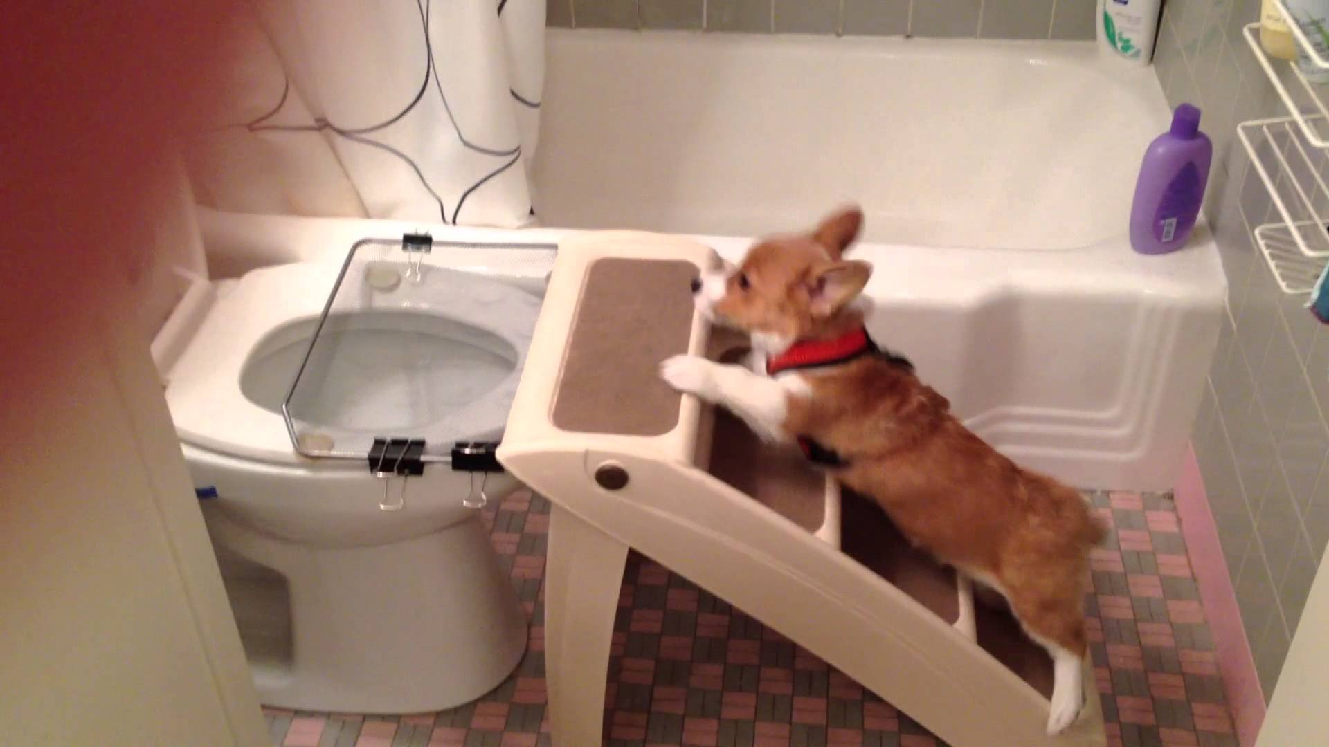 Bathrooms Training For Dogs