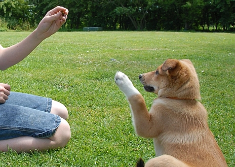 Dog Training: When To Reprimand And When To Reward