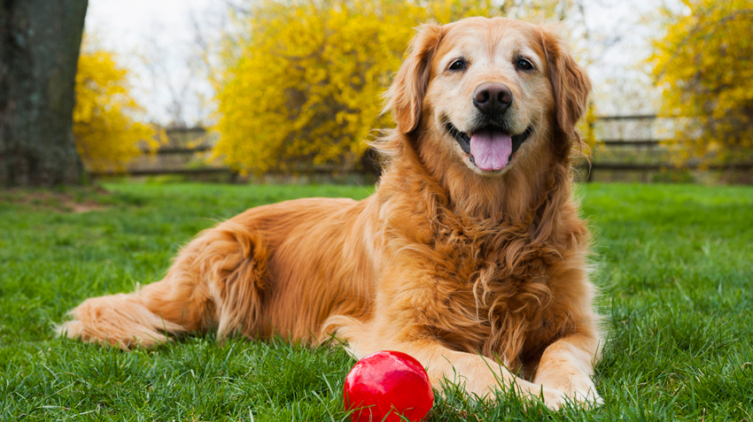 Pet Care – Care of the Geriatric Dog