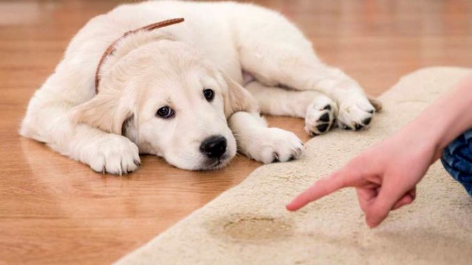 Golden-Retriever-Puppy-Accident