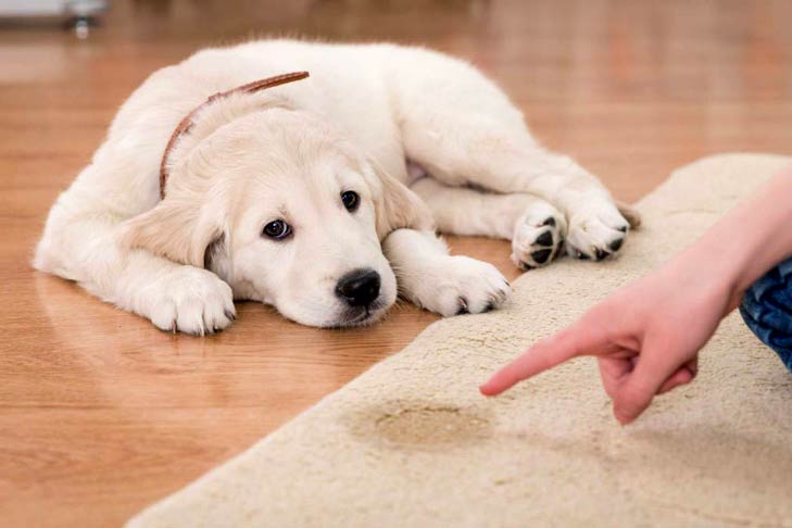Dog Potty Training- The Basics of Pooping Control