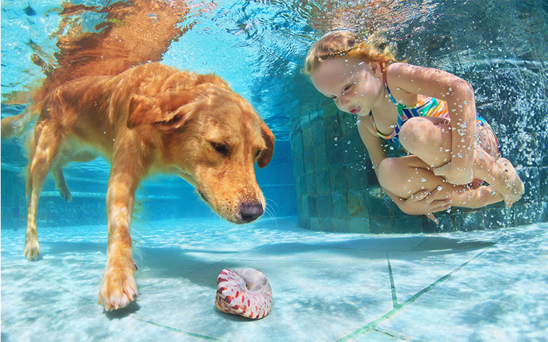 Teach Your Pup To Swim For Fun And Exercise