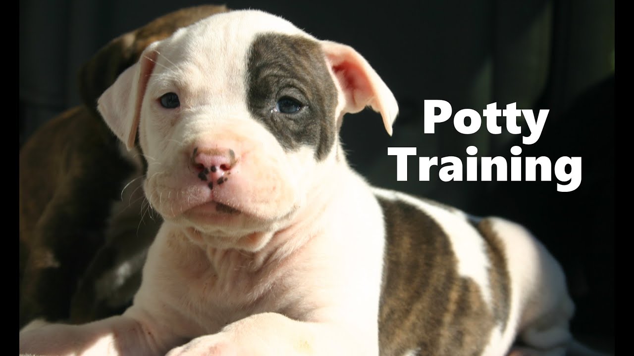 Pit Bull Terrier Puppy Training: Potty Train Your Dog