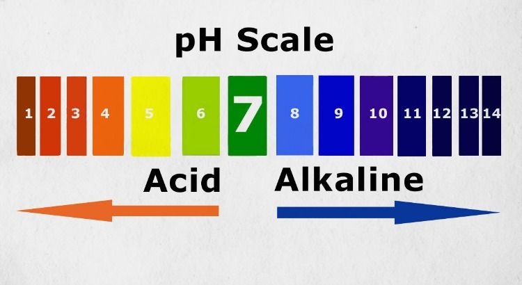 Acid and alkaline foods in the pH miracle diet