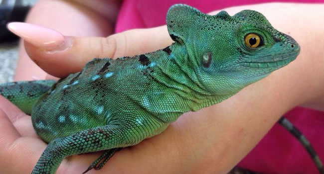 What Types of Lizards Make Good Reptile Pets?