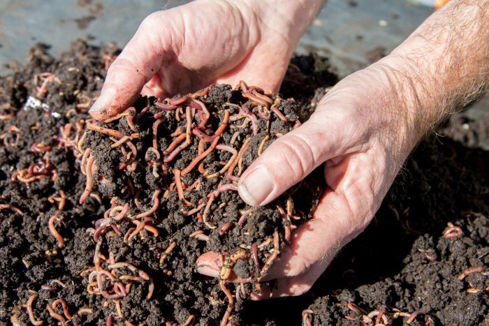 What Do You Need to Know About Worm Farming?