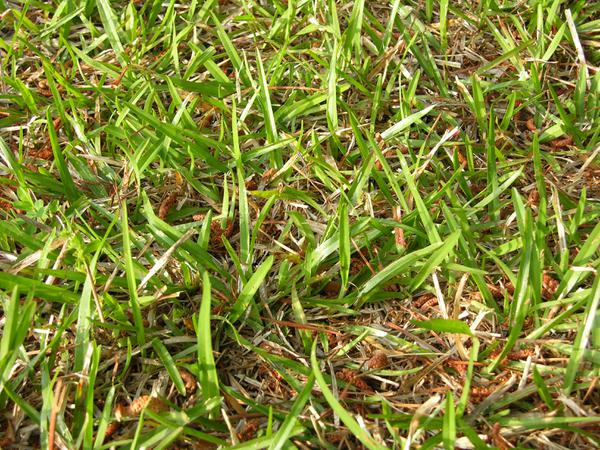 Beat the Heat – 7 Tips to Help Your Lawn Survive a Drought