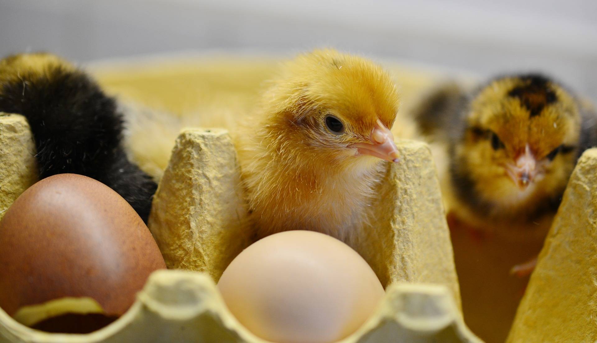 Hints for Hatching and Raising Chickens out of Eggs