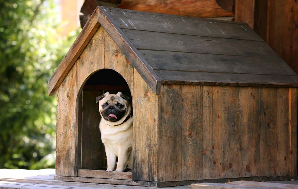 5 Great Tips On Building A Dog House