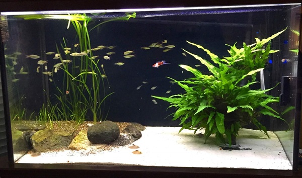 Some Of The Best All Year-round Aquarium Tips