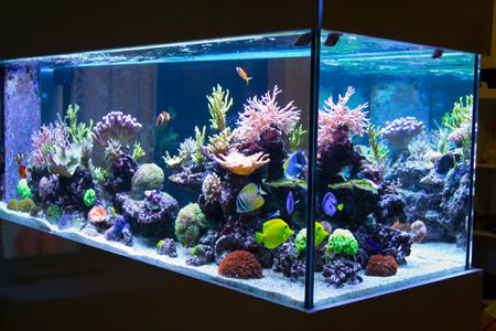 Keep it Glowing with Aquarium Lighting