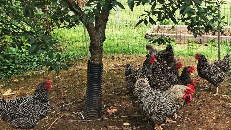 Raising Chickens: Pros and Cons