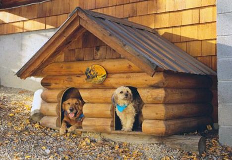 How to build a dog house for your puppy?