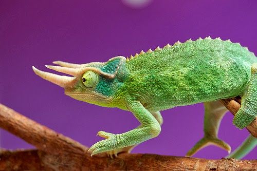 Exotic Pets: Chameleon