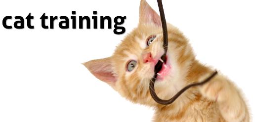 Cat Training Techniques & Information