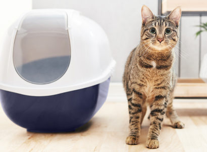 Toilet training a cat – pros, cons & guide