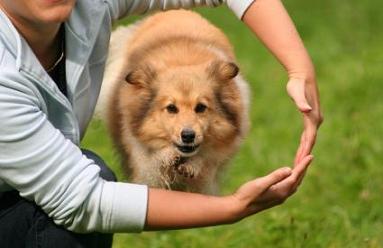 Great Tricks To Train Your Dog Easily