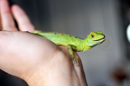 Issues with keeping Lizards as Pets