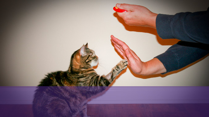 Cat Training With A Clicker