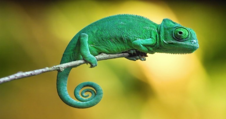 Chameleons How And Where To Find Them For Pets