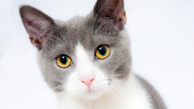 meow